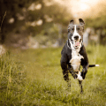 Tamara: “Onze eigen hond had ons zoontje Fynn ernstig in het gezicht gebeten”