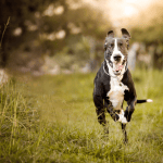 Tamara: “Toen ik ons zoontje met de hond zag, schrok ik me dood”